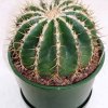 ferocactus_schwarzii